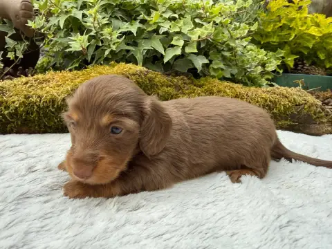 Teckel Poil Long  Chiot N°1 De La Cour Des Iles