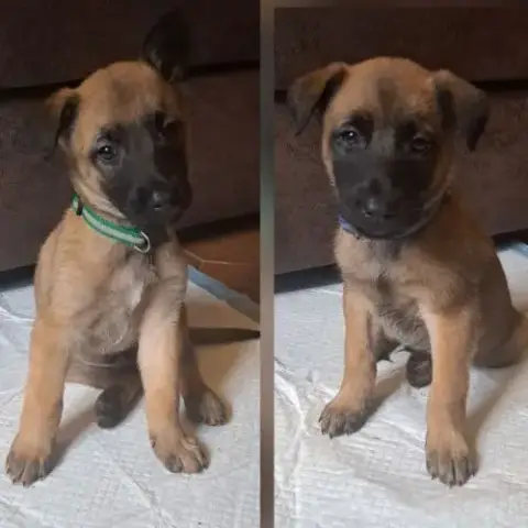 Chiot Malinois Avec Excellent Pedigrée