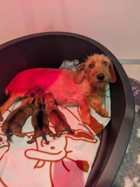 Teckel Poil Dur  Chiot N°2 De Bellemanie