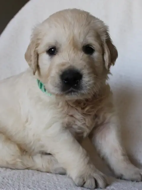 Golden Retriever  Brimsley Du Monde De Neige