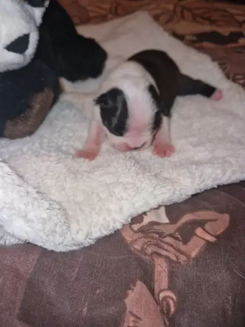 Boston Terrier  Barry La Patouille Des Forges photo 3