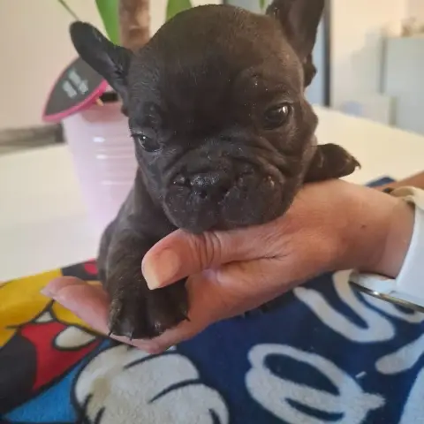 Bouledogue Français  B Du Monde De Cali photo 3