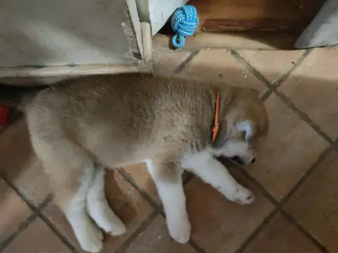Adopter Akita 
                        Collier Orange Des Com 1e4a3