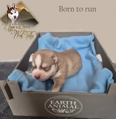 Siberian Husky  Born To Run De Naya'S Dream Wolf Vall 01381 photo 3
