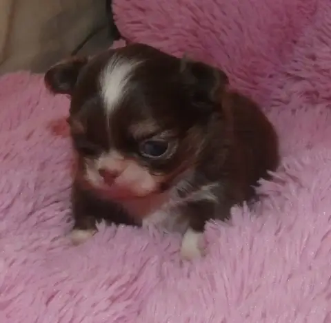 Chihuahua  Chiot N°2 Des Ptits Dragons De Cupidon