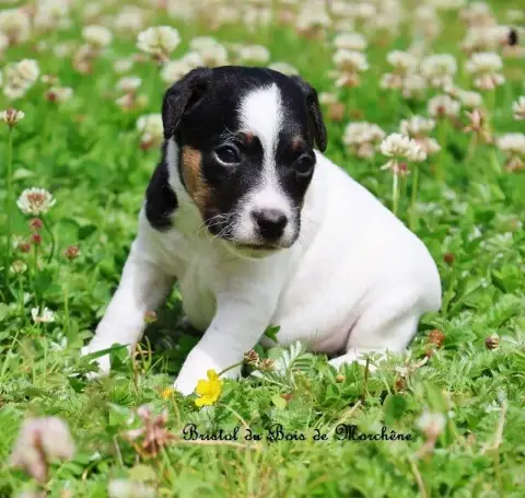 Parson Russell Terrier  Bristol Du Bois De Morchène 91fdf photo 3