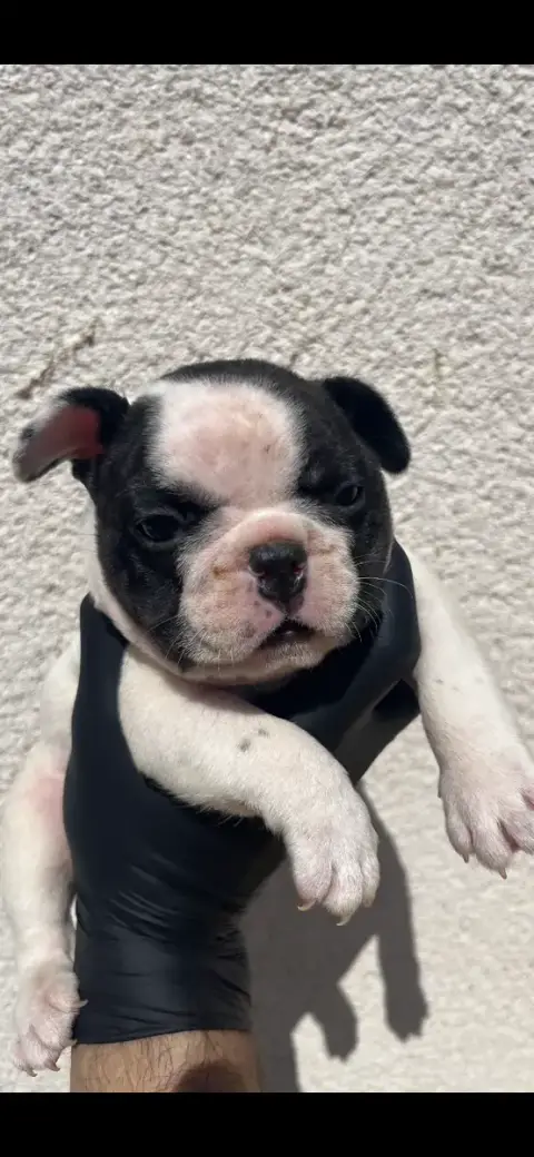 Bouledogue Français 
                        Chiot N° 488e5