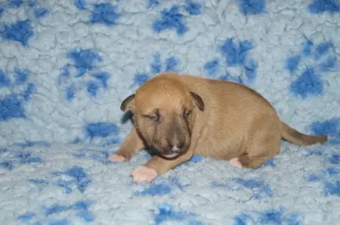 Bull Terrier Miniature  Chiot 1 Du Trésor Des Mines 7ada2 photo 2