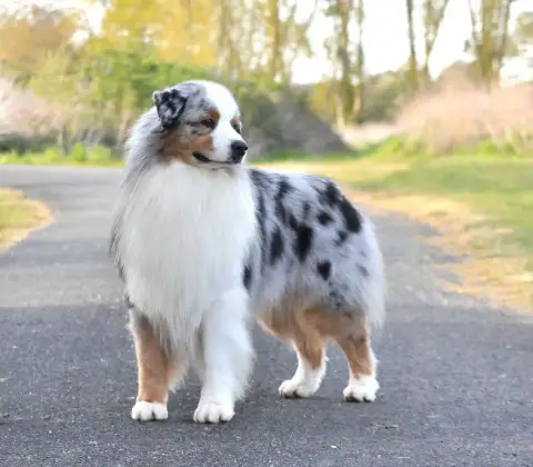 Berger Australien  Blue Marvel Des Aussies Du Marais b406d photo 2
