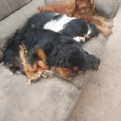 A Réserver Chiots Cavalier King Charles Spaniel