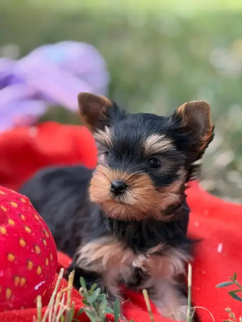 Yorkshire Terrier  Chiot N°4 Du Moulin De Madjurie
