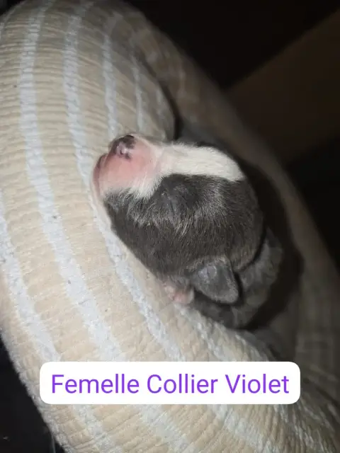 American Staffordshire Terrier  B... Du Royaume De Tc 29708