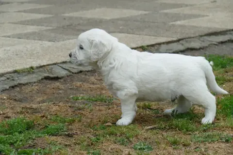 Golden Retriever  Chiot 5 De La Plaine Des Peupliers f999b