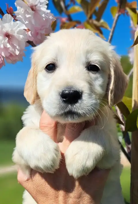 Golden Retriever  Batilda (Ruban Marron) Of Mayajoe'S e7f97