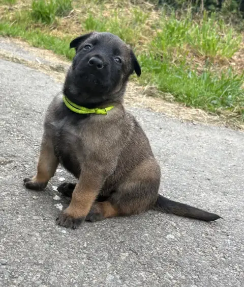 Berger Belge  Fluo De La Dream Team Des Charbonheur 319fa photo 2