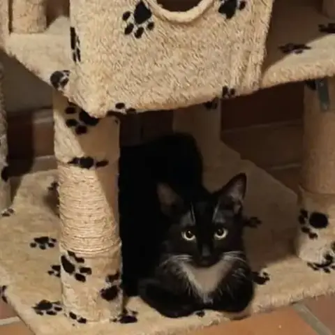 Chat Milie À L Adoption