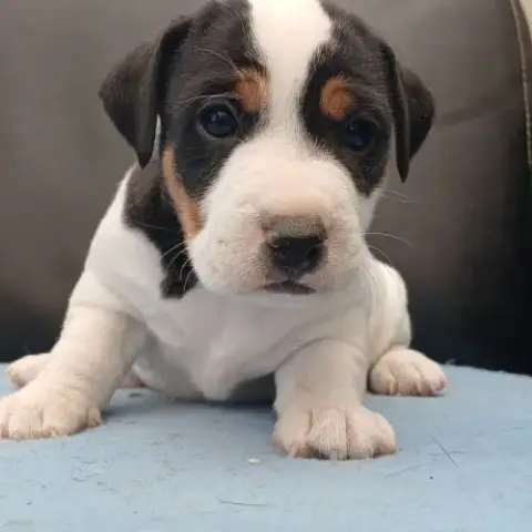 Superbes Chiots Mâles Jack Russell Lof