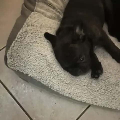 Bouledogue Francais