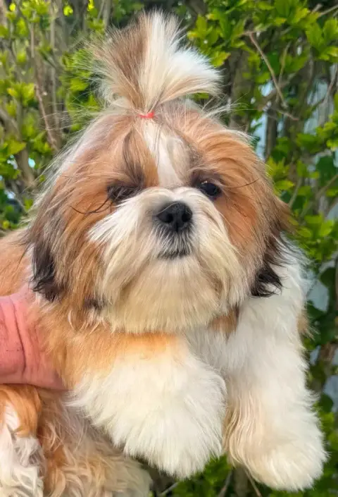 Shih Tzu  Akira Des Merveilles D'Oceane