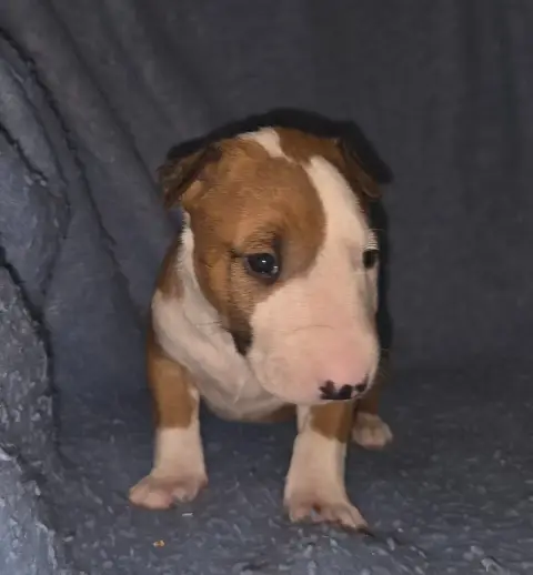 Bull Terrier  Chiot 5 By The Wall