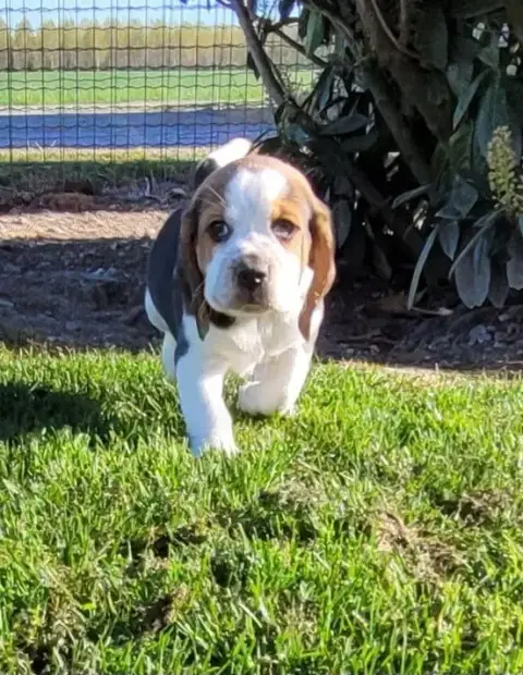 Beagle  Benhur Des Marais De Courmont photo 2