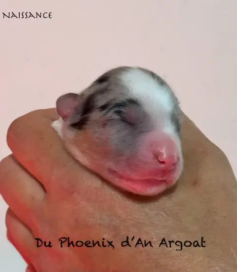 Berger Australien  Chiot 3 Du Phoenix D'An Argoat photo 2