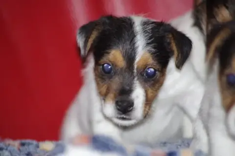 Jack Russell Terrier  Bimbo A L'Ouest Des Prés De L'A 55aac