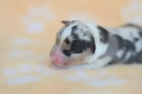Berger Australien  Chiot 6 Roz Liammet photo 2