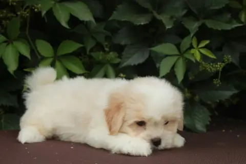 Coton De Tulear  Brume Des Montagnes Argentées