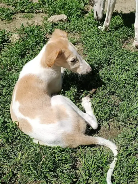 Barzoi  Bahia photo 3