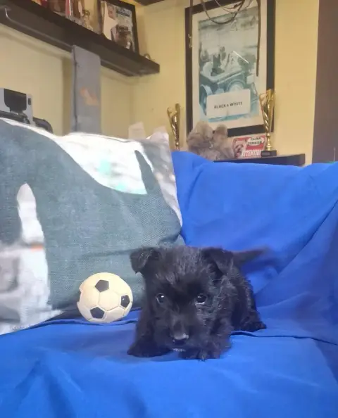 Scottish Terrier  Chiot N°6 Du Harpouy D'Auzan