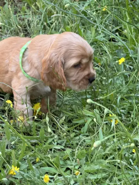 Cocker Spaniel Anglais  Chiot N°1 De Sandie Landes