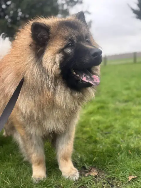 Eurasier  Appy Des Marais De Courmont photo 2