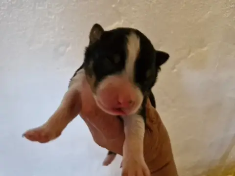 Berger Australien  Chiot 5 De La Rectouresse