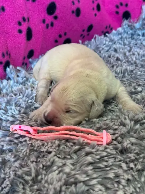 Golden Retriever  Collier Rose Des Gardiennes De La V 3e424 photo 2