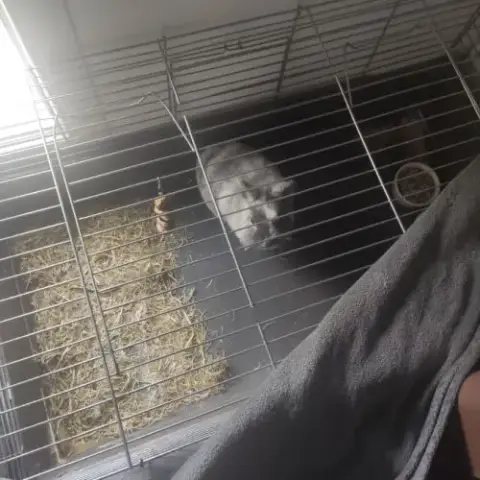Lapin Angora