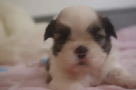 Shih Tzu  Boogie Des Tresors De Lobsang