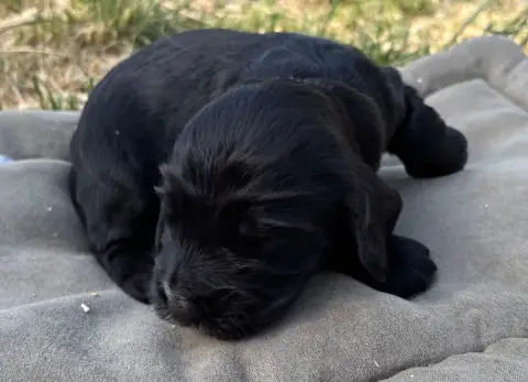 Cocker Spaniel Anglais  B................. Des Etangs b8368