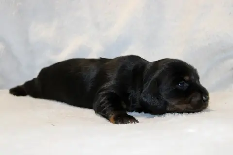Teckel Poil Long  Chiot N°5 Of Moonlight Blue photo 2