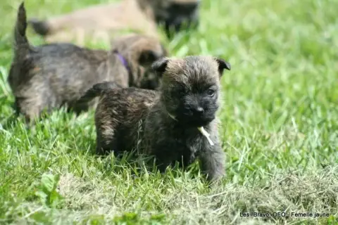 Cairn Terrier  Femelle Jaune Des Fauves D'Orient