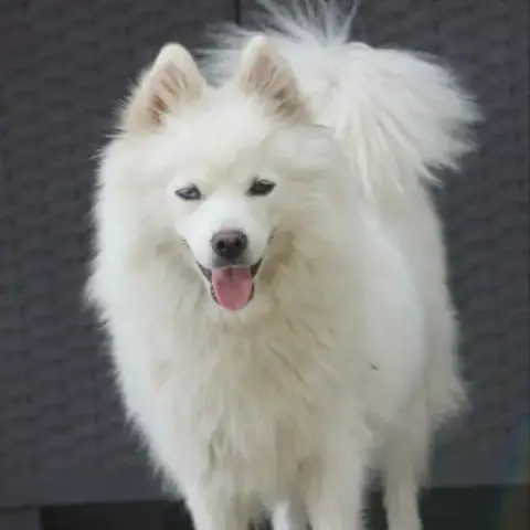 Pomsky Mini