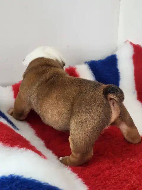 Bulldog Anglais  "Banshee" photo 2