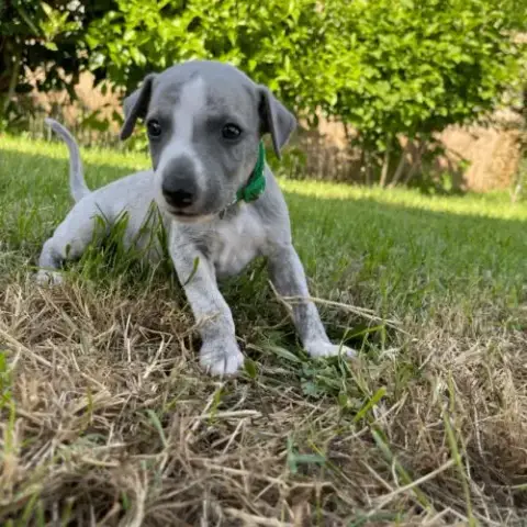 Chiot Whippet