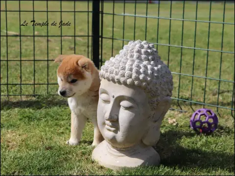 Shiba  Bounty Du Temple De Jade photo 3