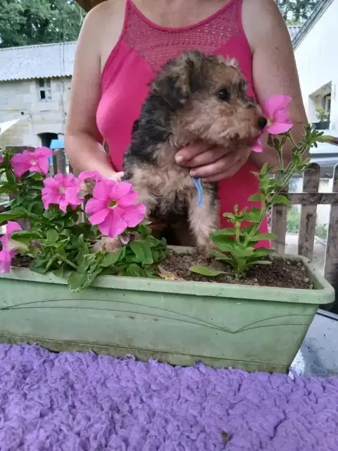 Lakeland Terrier  Burberry Des Regaires photo 2