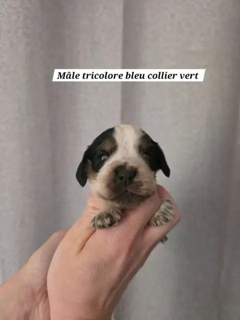 Cocker Spaniel Anglais  Collier Vert Du Domaine De L' 64bf9