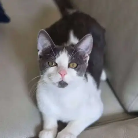 Alvin