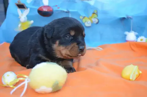 Rottweiler  Collier Beige Des Gardiens De Feu photo 2
