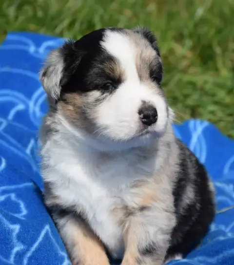 Berger Américain Miniature  Chiot N°1 photo 2