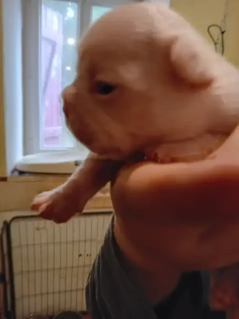 Bouledogue Français  Chiot N°1 Da Cidade Invicta